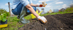 Woman planting seeds in freshly tilled soil